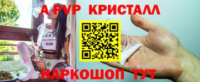 бошки Кингисепп